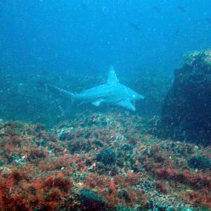 Sandbar Shark