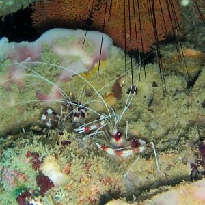 Two Banded Cleaner Shrimps
