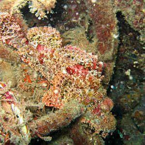 Bearded Scorpion fish