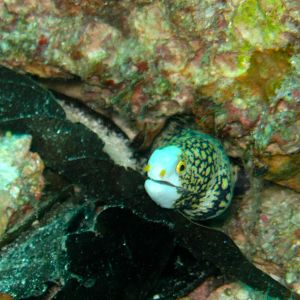 Cloud Faced Moray