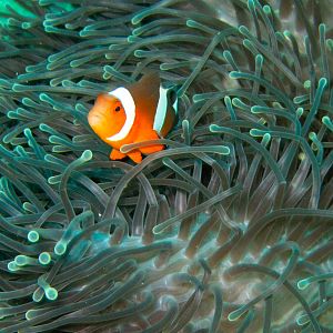 Nemo in an Anemone