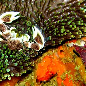 Crab in Anemone