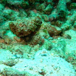 Devil Scorpion Fish