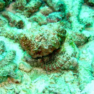 Devil Scorpion Fish View 2