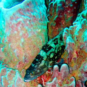 Hawk fish
