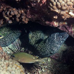 Lots of Eels on Stetson