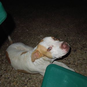 nighttime visitor