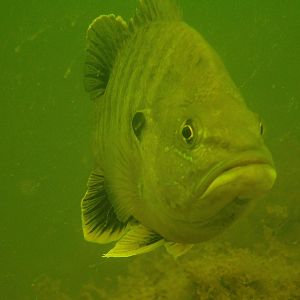 perch (?)