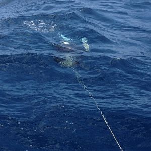 IMG_1625