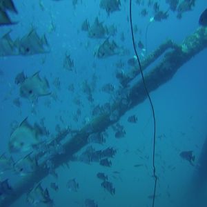 Fish on the rig