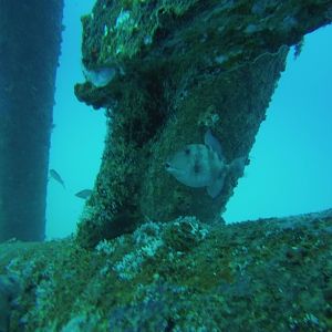 Lone Triggerfish