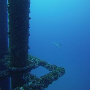 Barracuda on patrol