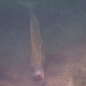 Chomping on a clam