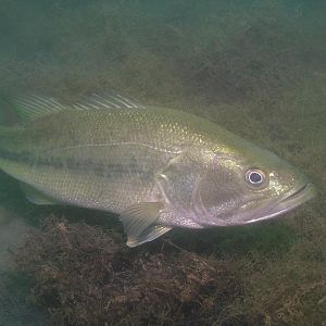 Mammoth bass