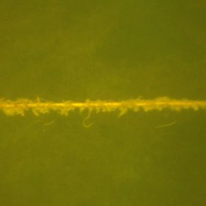 whose line is it anyway?