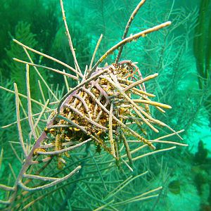 Any ideas? I kept seeing these