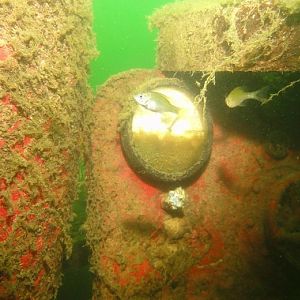 Caught in the headlamp