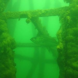 Fish hangin' out at the Steeple