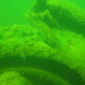 More fish @ Mammoth