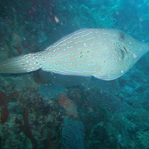 Scrawled filefish