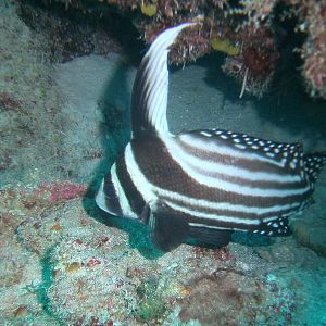 Spotted Drum