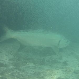 Tarpon