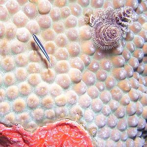 Neon Goby
