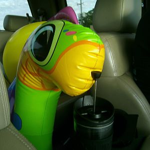 Nessie  getting her caffeine fix on the way to the treasure hit