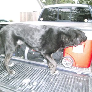 I didnt even have the tailgate down till Sam was on the hunt for chill!!