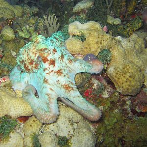 Octopus at Dry Tortugas