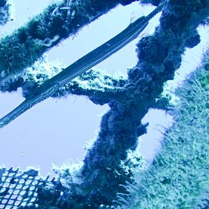 Trumpet Fish Vandenberg