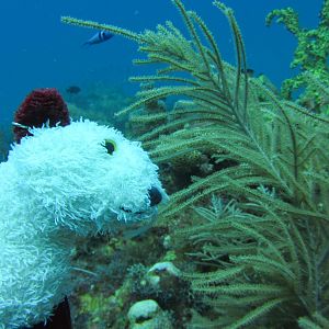 Wet Dry Tortugas 2013