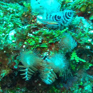 Christmas in the Dry Tortugas