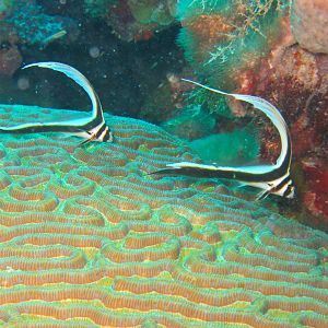 Juvenile Spotted Drum Twins