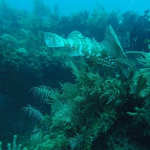 These fish are hard to find!