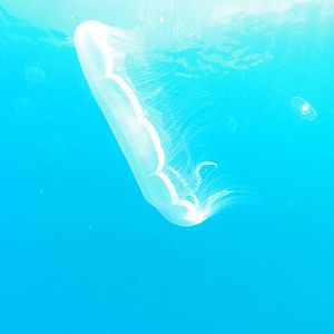 Moon jelly