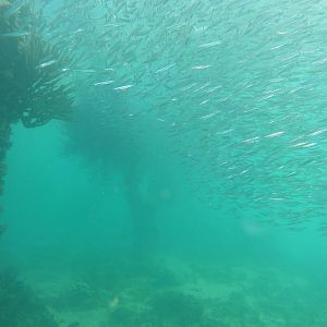 Off the pier at Ft Jefferson