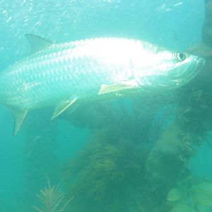 Tarpon