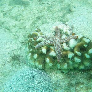 Starfish