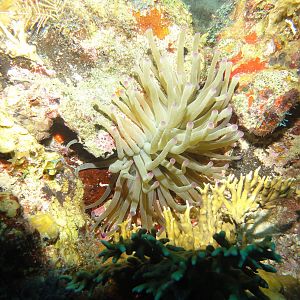 Soft Coral