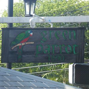 Green Parrot 2