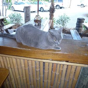 Hogfish Grille kitty