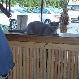 Hogfish Grille kitty 2