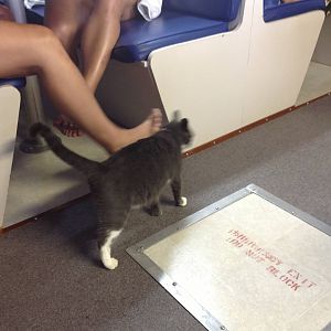 cat massage