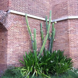 cactus flowers at Fort Jefferson