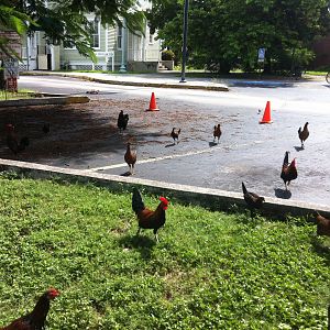 stray roosters