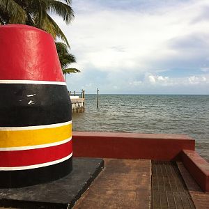 southernmost pelicans