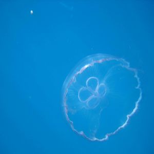 full moon jelly
