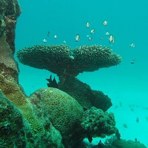 Coral Bay - Coral