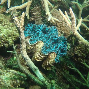 Coral Bay - Giant Clam
